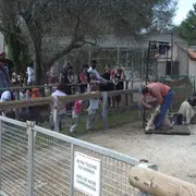 Tonte des moutons à la ferme