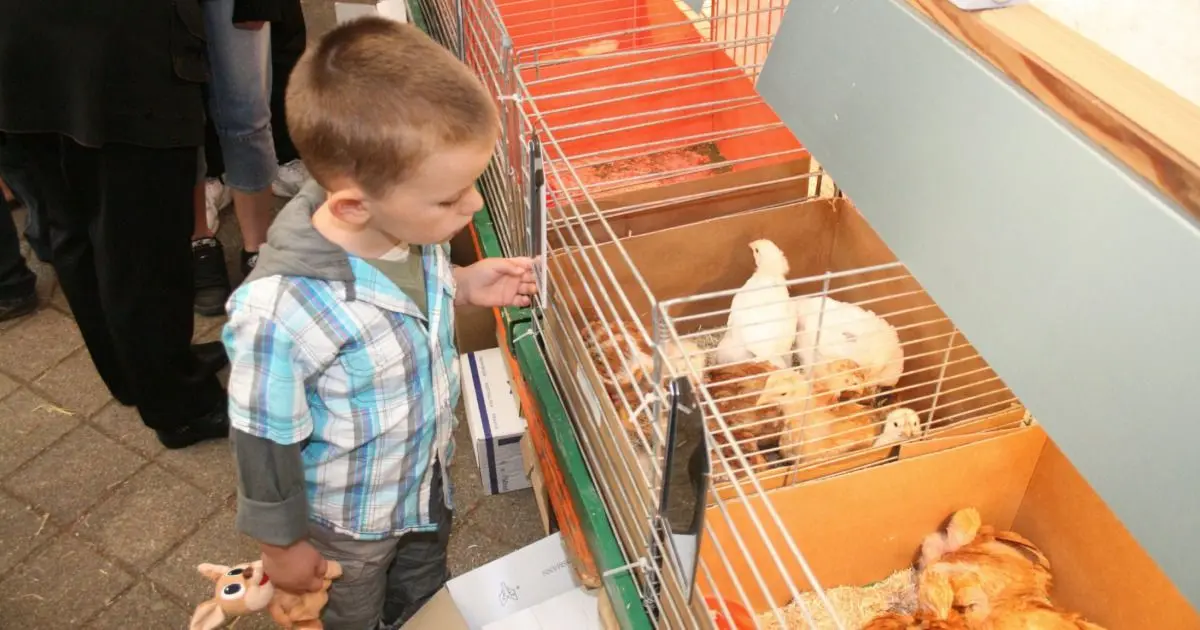 Sorties Mulhouse 1er-4 mai 2025 : marché aux Œufs et aux Poussins