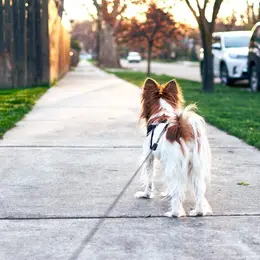 Top astuces comment dresser son chien qui tire en laisse