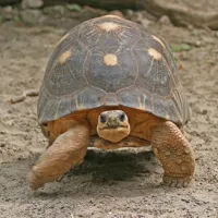 Un des amusants pensionnaires du Zoo de Mulhouse &copy; Jean-François Moreau