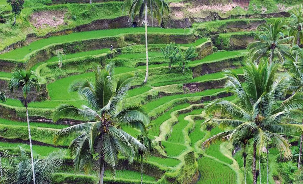 Tour à vélo dans les rizières 