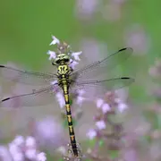 Tourbière des Dauges : découvrir des monstres ailés