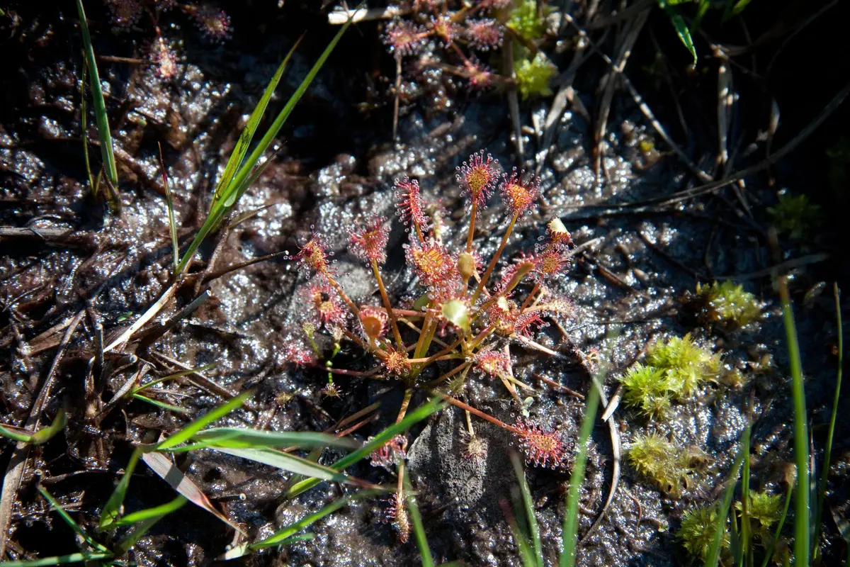 Tourbière des Dauges : la fine fleur de la flore