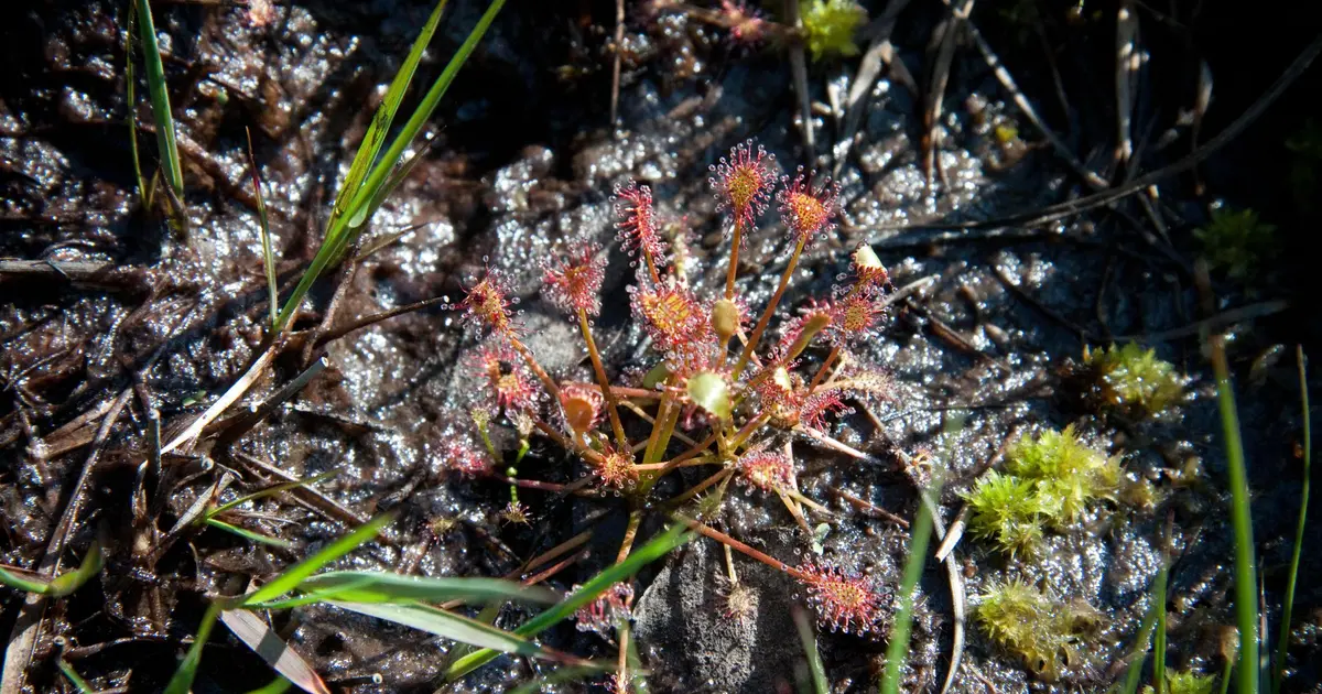 Tourbière des Dauges : la fine fleur de la flore