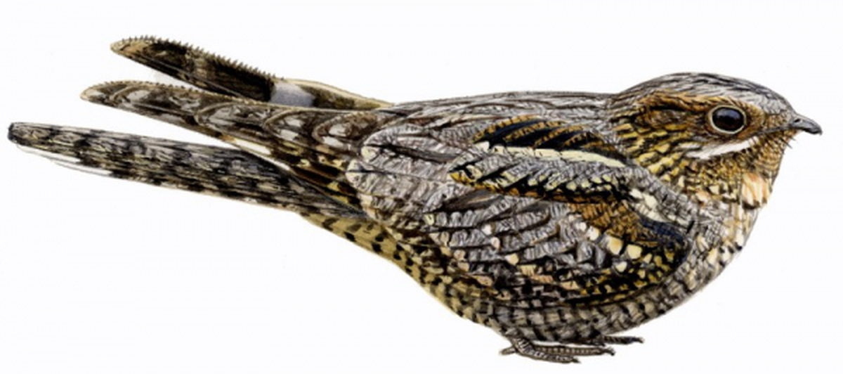 Tourbière des Dauges : le crapaud volant téteur de chèvres