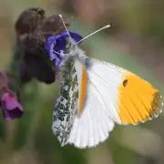 Tourbière des Dauges : le papillon blanc annonce le printemps ?
