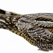 Tourbière des Dauges : le tête chèvre n’aime pas le lait