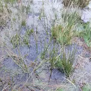 Tourbière des Dauges : les petites bestioles