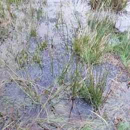 Tourbière des Dauges : les petites bestioles