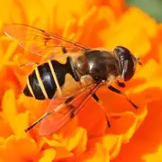Tourbière des Dauges : on syrphera quand on aura envie de syrpher