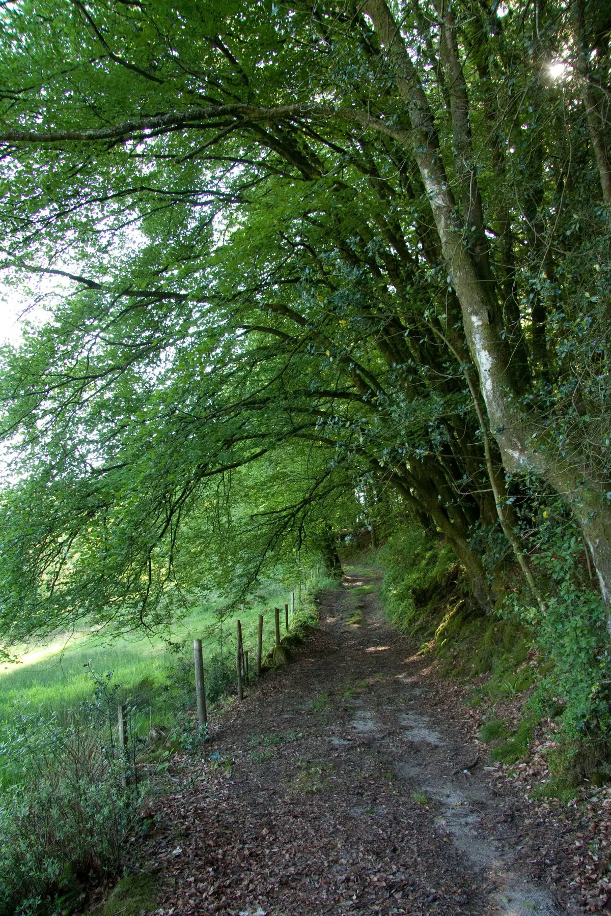 Tourbière des Dauges : promenons-nous dans les bois