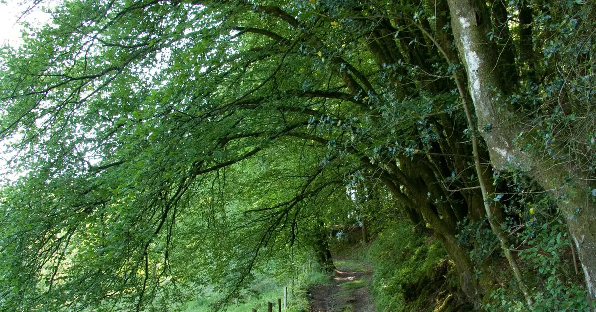 Tourbière des Dauges : promenons-nous dans les bois