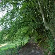 Tourbière des Dauges : promenons-nous dans les bois