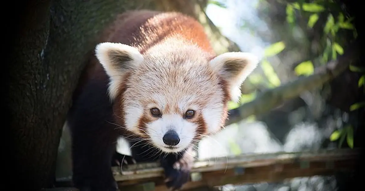 Touroparc Zoo à Romanèche-Thorins