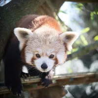 Touroparc Zoo à Romanèche-Thorins DR