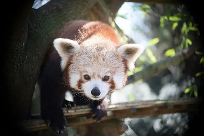 Touroparc Zoo à Romanèche-Thorins