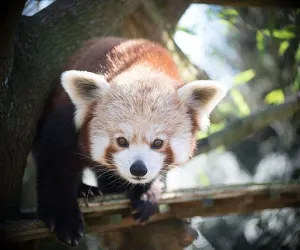 Touroparc Zoo