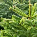 Tours cherche un sapin géant pour Noël : le vôtre pourrait finir place Jean-Jaurès