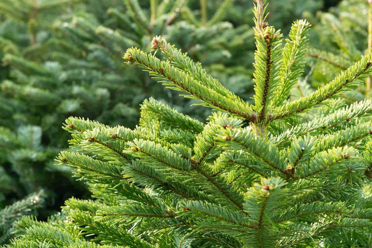 Tours cherche un sapin géant pour Noël : le vôtre pourrait finir place Jean-Jaurès