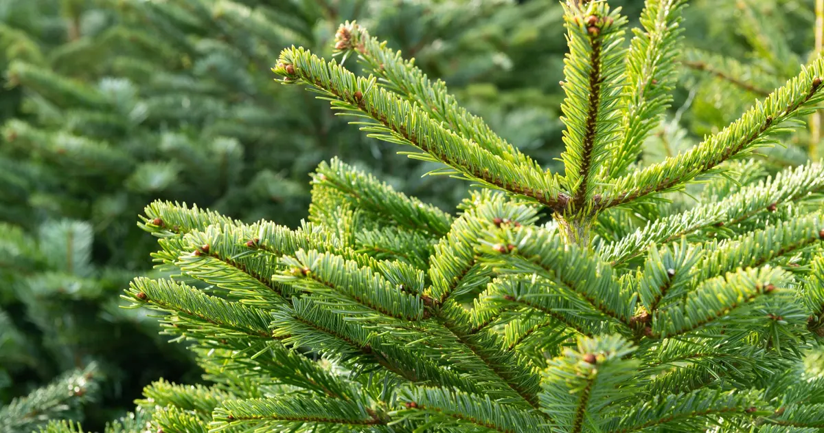 Tours cherche un sapin géant pour Noël : le vôtre pourrait finir place Jean-Jaurès