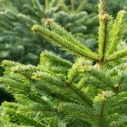Tours cherche un sapin géant pour Noël : le vôtre pourrait finir place Jean-Jaurès