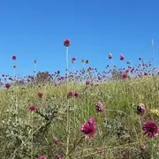 Tours de Merle - Balade gourmande: A la découverte des plantes sauvages comestibles
