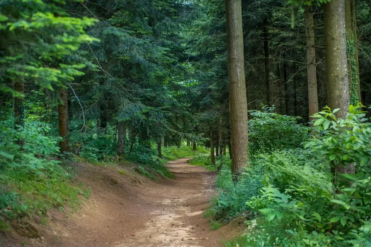 Tous en forêt