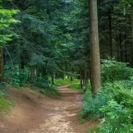 Tous en forêt