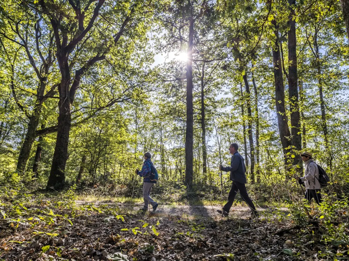 Tous en forêt