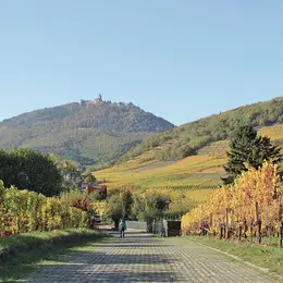 Tout comprendre du Vin d'Alsace en 2026