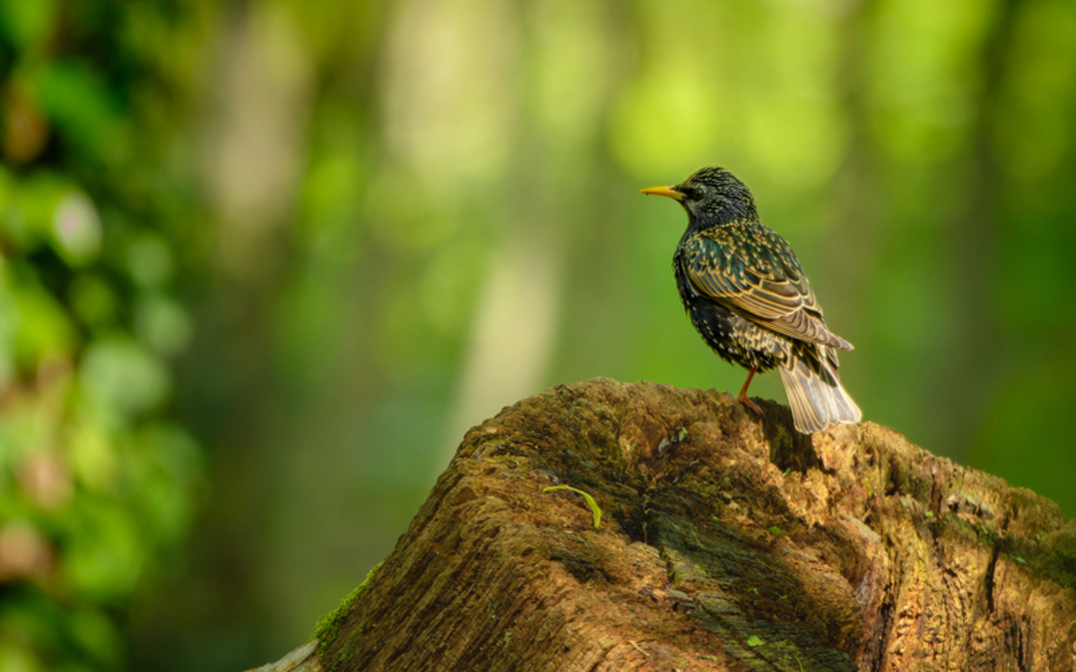 Tout le monde à l’Arborétum pour voir les oiseaux !