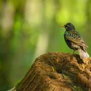 Tout le monde à l’Arborétum pour voir les oiseaux !