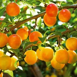 Tout savoir sur la mirabelle