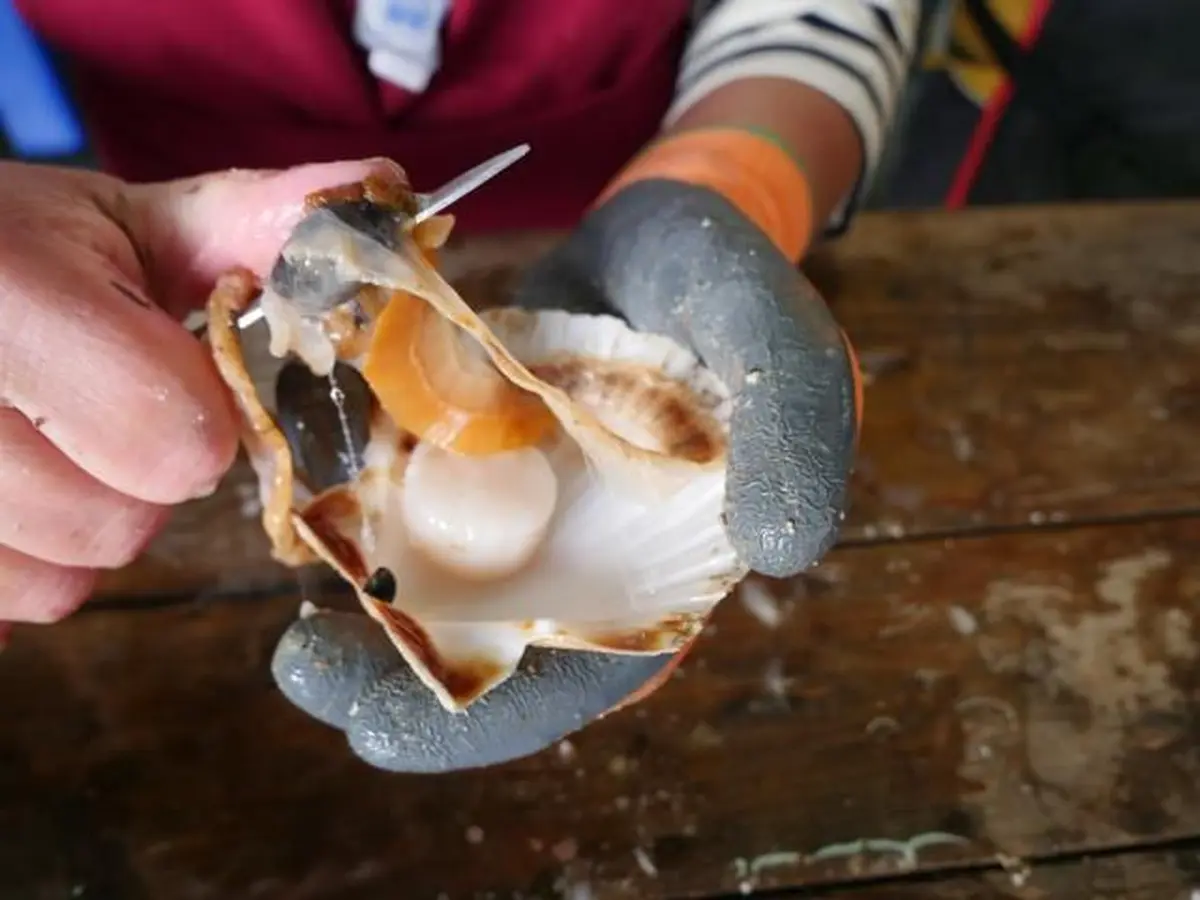 Toute la mer sur un Plateau - La coquille St Jacques à l'honneur