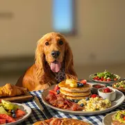 Toutous Brunch
