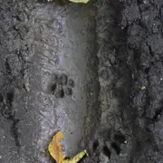 Traces de la vie sauvage