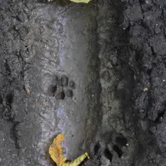Traces de la vie sauvage
