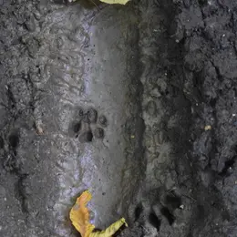 Traces de la vie sauvage