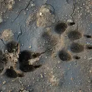 Traces et empreintes des animaux