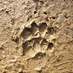 Traces Et Indices