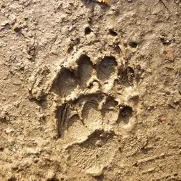 Traces Et Indices