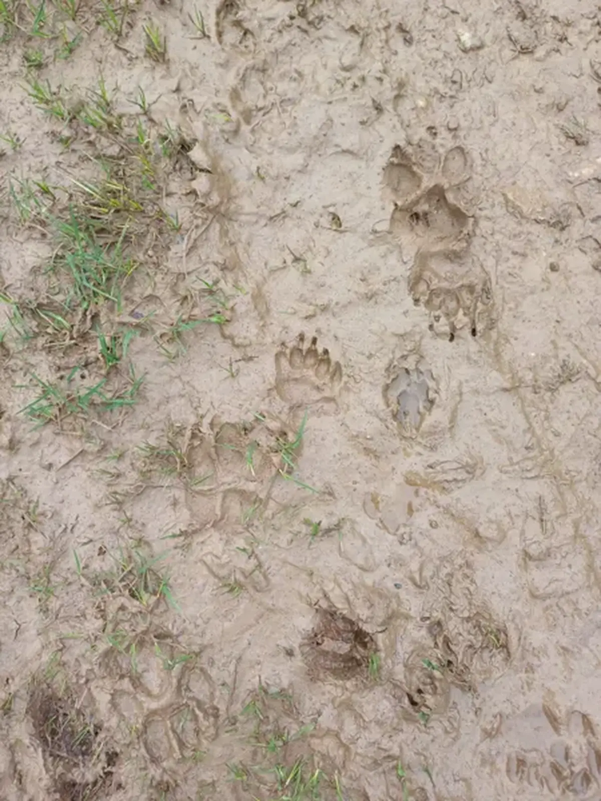 Traces et indices de la faune de l'Aubrac