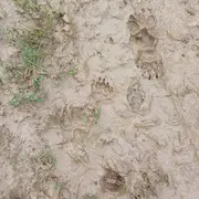 Traces et indices de la faune de l'Aubrac