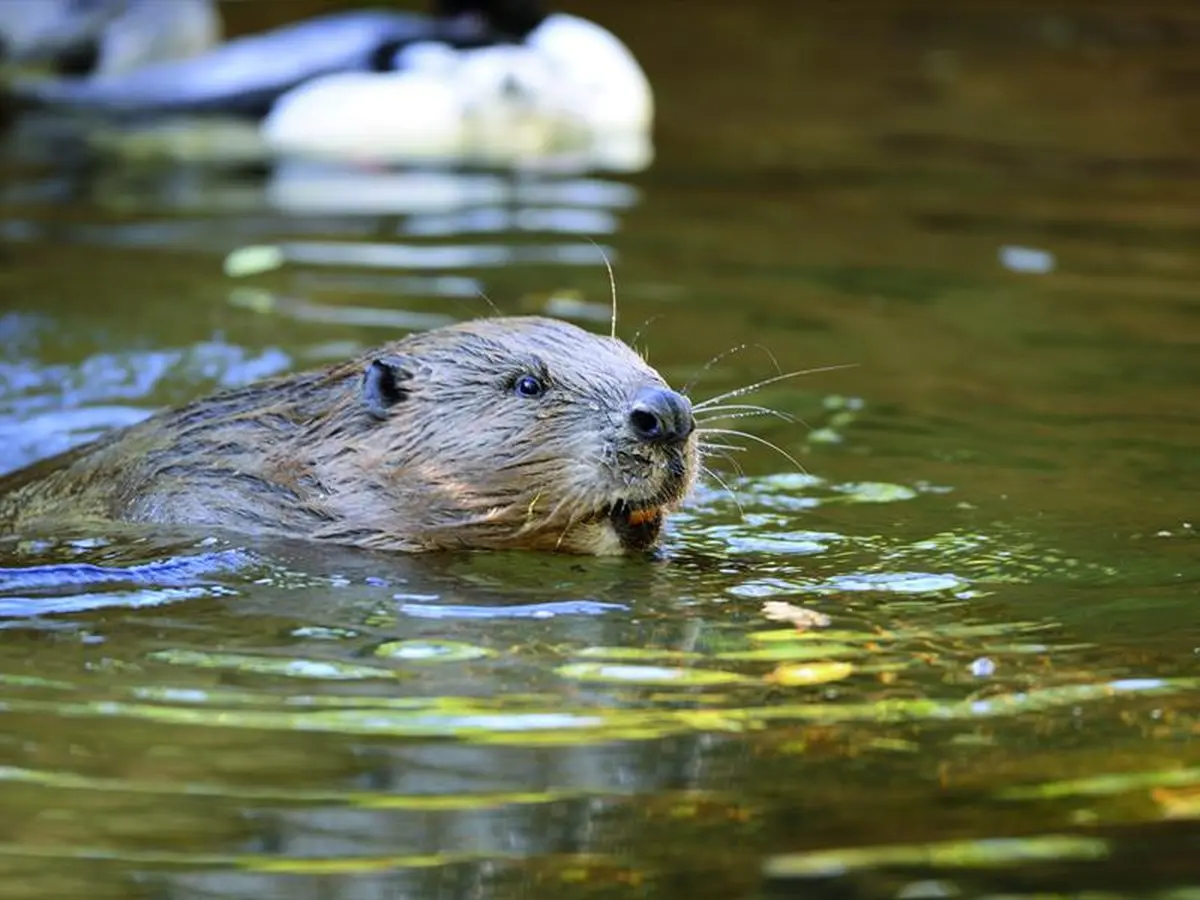 Traces et indices du castor