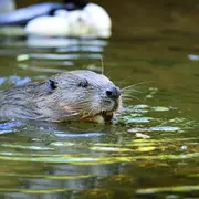 Traces et indices du castor
