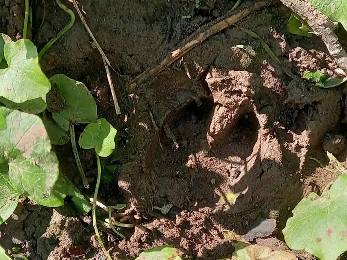 Traces et indices laissés dans le Sanctuaire de nature 