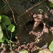 Traces et indices laissés dans le Sanctuaire de nature 