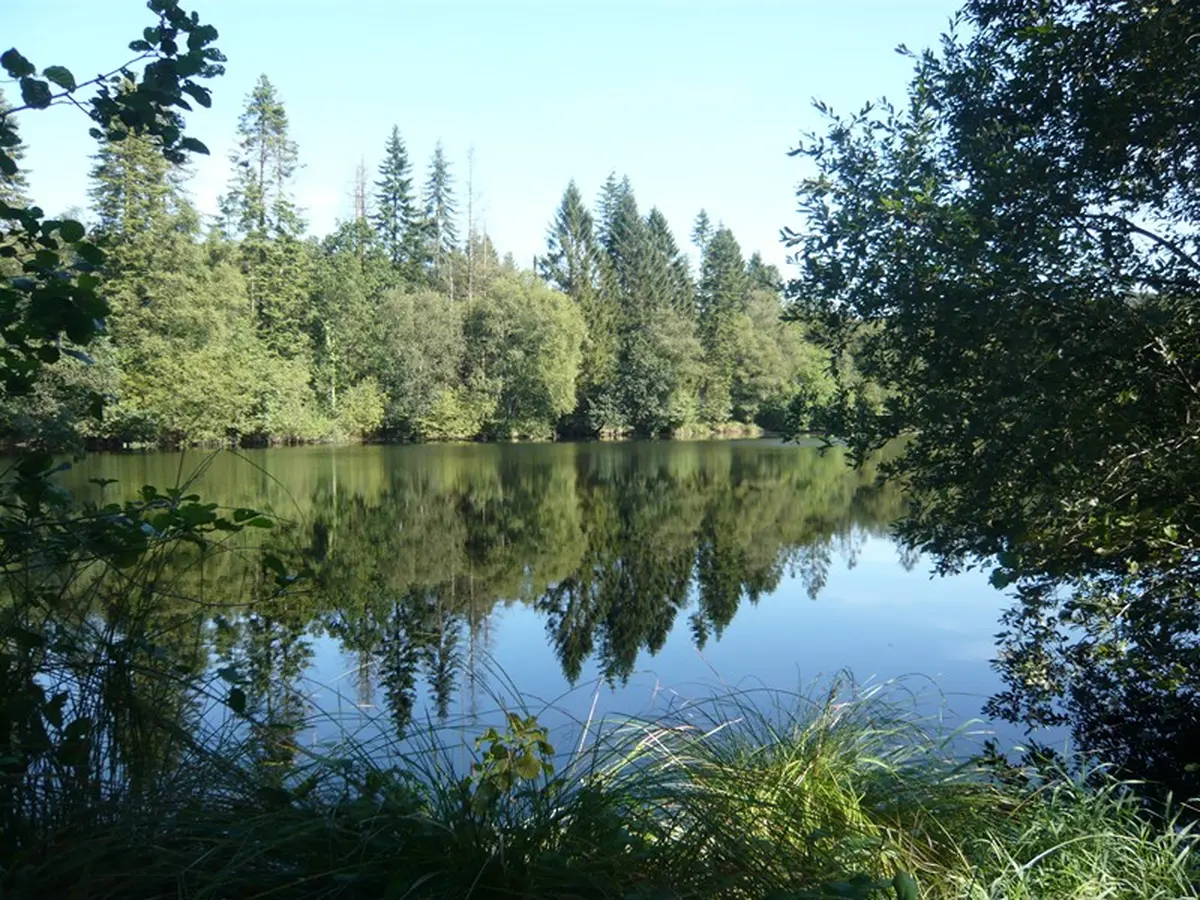 Trail de la forêt de Saint-Sever-Calvados