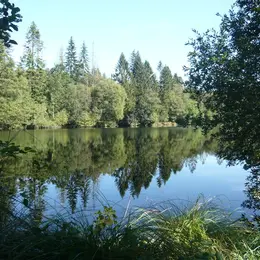 Trail de la forêt de Saint-Sever-Calvados