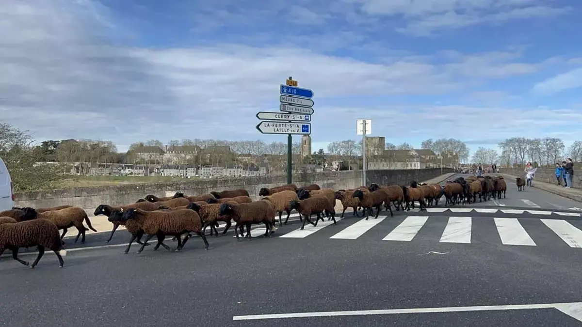 Transhumance à Beaugency